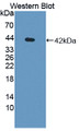 Western Blot; Sample: Recombinant protein.