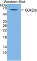 Western Blot; Sample: Recombinant protein.