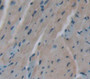 Regulator Of G Protein Signaling 5 (Rgs5) Polyclonal Antibody, Cat#CAU23148