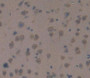 Used in DAB staining on fromalin fixed paraffin- embedded brain tissue