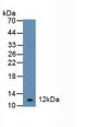 Western Blot; Sample: Mouse Spleen Tissue.