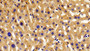 DAB staining on IHC-P; Samples: Mouse Liver Tissue; Primary Ab: 10μg/ml Rabbit Anti-Mouse PECI Antibody Second Ab: 2µg/mL HRP-Linked Caprine Anti-Rabbit IgG Polyclonal Antibody