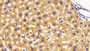 DAB staining on IHC-P; Samples: Mouse Liver Tissue;  Primary Ab: 10μg/ml Rabbit Anti-Mouse IVD Antibody Second Ab: 2µg/mL HRP-Linked Caprine Anti-Rabbit IgG Polyclonal Antibody 