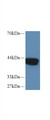 Western Blot; Sample: Human MCF7 cell lysate; Primary Ab: 1µg/ml Rabbit Anti-Human IVD Antibody Second Ab: 0.2µg/mL HRP-Linked Caprine Anti-Rabbit IgG Polyclonal Antibody