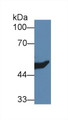 Western Blot; Sample: Rat Kidney lysate; Primary Ab: 1µg/ml Rabbit Anti-Mouse HMGCS2 Antibody Second Ab: 0.2µg/mL HRP-Linked Caprine Anti-Rabbit IgG Polyclonal Antibody