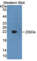 Western Blot; Sample: Recombinant protein.