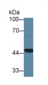 Western Blot; Sample: Mouse Heart lysate; Primary Ab: 1µg/ml Rabbit Anti-Human GCDH Antibody Second Ab: 0.2µg/mL HRP-Linked Caprine Anti-Rabbit IgG Polyclonal Antibody