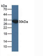 Western Blot; Sample: Human HepG2 Cells.