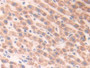 DAB staining on IHC-P; Samples: Human Liver Tissue; Primary Ab: 20µg/ml Rabbit Anti-Human ECH1 Antibody Second Ab: 2µg/mL HRP-Linked Caprine Anti-Rabbit IgG Polyclonal Antibody