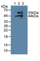 Western Blot; Sample: Lane1: Human HepG2 Cells; Lane2: Porcine Liver Tissue; Lane3: Mouse Liver Tissue.