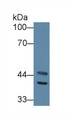 Western Blot; Sample: Mouse Heart lysate; Primary Ab: 1µg/ml Rabbit Anti-Mouse ACADS Antibody Second Ab: 0.2µg/mL HRP-Linked Caprine Anti-Rabbit IgG Polyclonal Antibody