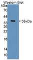 Western Blot; Sample: Recombinant protein.