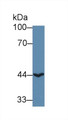 Western Blot; Sample: Human HepG2 cell lysate; Primary Ab: 1µg/ml Rabbit Anti-Human ACAA2 Antibody Second Ab: 0.2µg/mL HRP-Linked Caprine Anti-Rabbit IgG Polyclonal Antibody