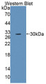 Western Blot; Sample: Recombinant protein.