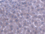 DAB staining on IHC-P; Samples: Mouse Liver Tissue