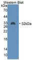 Western Blot; Sample: Recombinant protein.