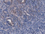 DAB staining on IHC-P; Samples: Mouse Uterus Tissue; Primary Ab: 20µg/ml Rabbit Anti-Mouse ABCB8 Antibody Second Ab: 2µg/mL HRP-Linked Caprine Anti-Rabbit IgG Polyclonal Antibody