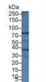 Western Blot; Sample: Human A431 cell lysate; Primary Ab: 1µg/ml Rabbit Anti-Human ABCB5 Antibody Second Ab: 0.2µg/mL HRP-Linked Caprine Anti-Rabbit IgG Polyclonal Antibody