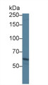 Western Blot; Sample: Human A549 cell lysate; ; Primary Ab: 1µg/ml Rabbit Anti-Human ABCA3 Antibody; Second Ab: 0.2µg/mL HRP-Linked Caprine Anti-Rabbit IgG Polyclonal Antibody;