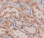 Used in DAB staining on fromalin fixed paraffin- embedded kidney tissue