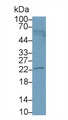 Western Blot; Sample: 293T cell lysate; Primary Ab: 1μg/ml Rabbit Anti-Human PTP4A3 Antibody; Second Ab: 0.2µg/mL HRP-Linked Caprine Anti-Rabbit IgG Polyclonal Antibody;