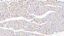 DAB staining on IHC-P; Samples: Human Cardiac Muscle Tissue;  Primary Ab: 20µg/ml   Rabbit Anti-Human PTP4A3 Antibody Second Ab: 2µg/mL HRP-Linked Caprine Anti-Rabbit IgG Polyclonal Antibody 