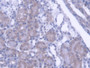 DAB staining on IHC-P; Samples: Mouse Kidney Tissue