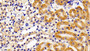 DAB staining on IHC-P; Samples: Mouse Kidney Tissue;  Primary Ab: 10μg/ml Rabbit Anti-Mouse PTPN13 Antibody Second Ab: 2µg/mL HRP-Linked Caprine Anti-Rabbit IgG Polyclonal Antibody 