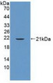 Western Blot; Sample: Recombinant PTPN13, Human.