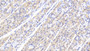 DAB staining on IHC-P; Samples: Human Stomach Tissue; Primary Ab: 20μg/ml Rabbit Anti-Human PTPN12 Antibody Second Ab: 2µg/mL HRP-Linked Caprine Anti-Rabbit IgG Polyclonal Antibody