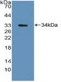 Western Blot; Sample: Recombinant PTPN2, Human.