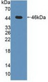 Western Blot; Sample: Recombinant MAPK13, Human.