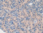 DAB staining on IHC-P; Samples: Rat Kidney Tissue