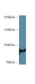 Western Blot; Sample: Rat Heart lysate; Primary Ab: 1µg/ml Rabbit Anti-Human HSP90aA1 Antibody Second Ab: 0.2µg/mL HRP-Linked Caprine Anti-Rabbit IgG Polyclonal Antibody