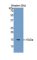 Western Blot; Sample: Recombinant protein.