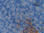 DAB staining on IHC-P; Samples: Rat Pancreas Tissue; Primary Ab: 20µg/ml Rabbit Anti-Rat HSPBP1 Antibody Second Ab: 2µg/mL HRP-Linked Caprine Anti-Rabbit IgG Polyclonal Antibody