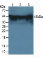 Western Blot; Sample: Lane1: Mouse Testis Tissue; Lane2: Mouse Brain Tissue; Lane3: Mouse Hela Cells.