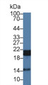 Western Blot; Sample: Porcine Skeletal muscle lysate; Primary Ab: 1µg/ml Rabbit Anti-Human HSPb7 Antibody Second Ab: 0.2µg/mL HRP-Linked Caprine Anti-Rabbit IgG Polyclonal Antibody