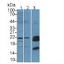 Western Blot; Sample: Lane1: Rat Skeletal muscle lysate; Lane2: Mouse Skeletal muscle lysate; Lane3: Porcine Skeletal muscle lysate; Primary Ab: 1µg/ml Rabbit Anti-Human HSPb7 Antibody; Second Ab: 0.2µg/mL HRP-Linked Caprine Anti-Rabbit IgG Polyclonal Antibody;