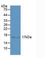 Western Blot; Sample: Human Liver Tissue.