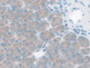 DAB staining on IHC-P; Samples: Mouse Stomach Tissue; Primary Ab: 10µg/ml Rabbit Anti-Mouse GLP1R Antibody Second Ab: 2µg/mL HRP-Linked Caprine Anti-Rabbit IgG Polyclonal Antibody