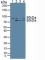 Western Blot; Sample: Lane1: Human Serum; Lane2: Human HepG2 Cells; Lane3: Porcine Kidney Tissue; Lane4: Rat Placenta Tissue.