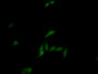 FITC staining on IF; Samples: Human HepG2 Cells;  Primary Ab: 20µg/ml Rabbit Anti-Human ARNT Antibod