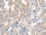 DAB staining on IHC-P; Samples: Rat Kidney Tissue; Primary Ab: 20µg/ml Rabbit Anti-Rat ARNTL Antibody Second Ab: 2µg/mL HRP-Linked Caprine Anti-Rabbit IgG Polyclonal Antibody