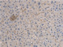 DAB staining on IHC-P; Samples: Rat Liver Tissue; Primary Ab: 20µg/ml Rabbit Anti-Rat ARNTL Antibody Second Ab: 2µg/mL HRP-Linked Caprine Anti-Rabbit IgG Polyclonal Antibody