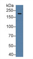 Western Blot; Sample:Mouse Cerebrum lysate; Primary Ab: 2µg/ml Rabbit Anti-Human HIF2a Antibody Second Ab: 0.2µg/mL HRP-Linked Caprine Anti-Rabbit IgG Polyclonal Antibody