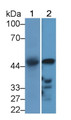 Western Blot; Sample: Lane1: Mouse Heart lysate; Lane2: Mouse Skeletal muscle lysate; Primary Ab: 2μg/ml Rabbit Anti-Mouse PDK2 Antibody; Second Ab: 0.2µg/mL HRP-Linked Caprine Anti-Rabbit IgG Polyclonal Antibody;