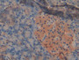 DAB staining on IHC-P; Samples: Mouse Pancreas Tissue; Primary Ab: 20µg/ml Rabbit Anti-Mouse PDK2 Antibody Second Ab: 2µg/mL HRP-Linked Caprine Anti-Rabbit IgG Polyclonal Antibody