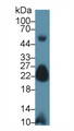 Western Blot; Sample: Mouse Skeletal muscle lysate; Primary Ab: 1µg/ml Rabbit Anti-Human MYL7 Antibody Second Ab: 0.2µg/mL HRP-Linked Caprine Anti-Rabbit IgG Polyclonal Antibody