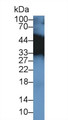 Western Blot; Sample: Mouse Placenta lysate; Primary Ab: 2µg/ml Rabbit Anti-Mouse TPM3 Antibody Second Ab: 0.2µg/mL HRP-Linked Caprine Anti-Rabbit IgG Polyclonal Antibody